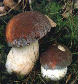 Bolet sparans ou Boletus separans