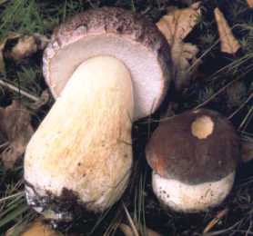 Bolet sparans ou Boletus separans