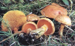 Bolet trentin ou Suillus tridentinus