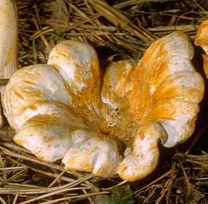 Girolle blanche ou Cantharellus pallens