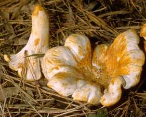 Girolle blanche ou cantharellus pallens
