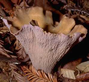 Chanterelle violette ou Gomphus clavatus