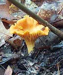 Girolle ou chanterelle de Frie ou cantharellus friesii