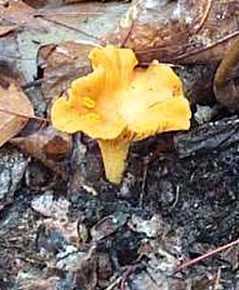 Girolle ou chanterelle de Frie ou cantharellus friesii