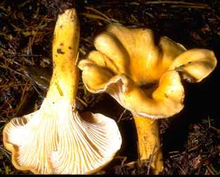 Girolle ou Cantharellus cibarius