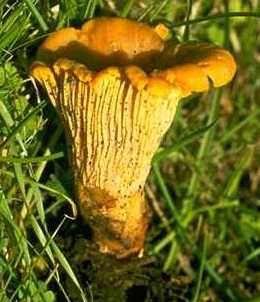 Girolle ou cantharellus cibarius