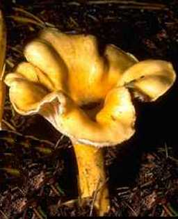 Girolle ou Cantharellus cibarius