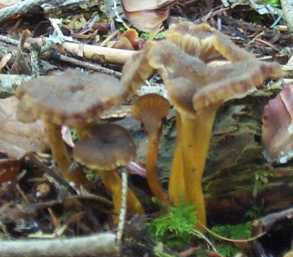 Chanterelle jaune ou cantharellus lutescens