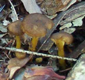 Chanterelle jaune ou cantharellus lutescens