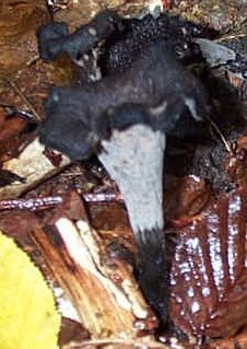 Trompette de la mort ou Craterellus cornucopioides