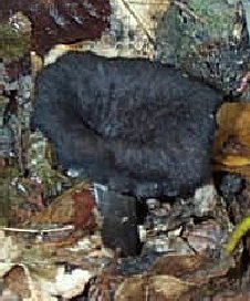 Trompette de la mort ou Craterellus cornucopioides