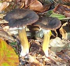 Chanterelle en tube ou cantharellus tubiformis