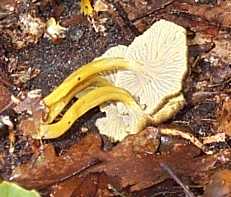 Chanterelle en tube ou cantharellus tubiformis