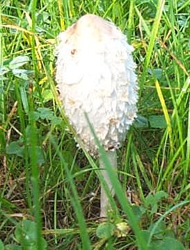 Coprin chevelu ou escumelle ou coprinus comatus