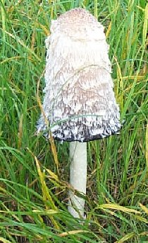 Coprin chevelu ou escumelle ou coprinus comatus