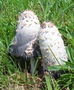 Coprin chevelu ou Coprinus comatus