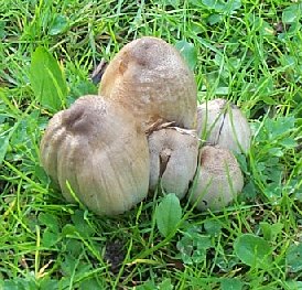 Coprin noir ou coprinus atramentarius