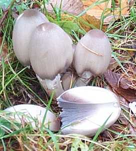 Coprin noir ou coprinus atramentarius