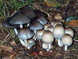 Coprin noir ou Coprinus atramentarius