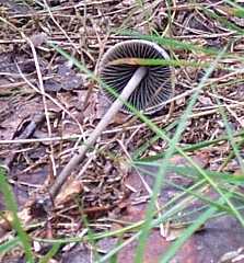 Coprin pliss ou Coprinus plicatilis