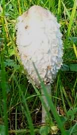 Coprin chevelu ou Coprinus comatus