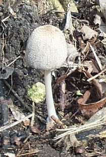 Coprin blanc ou coprinus ellisii