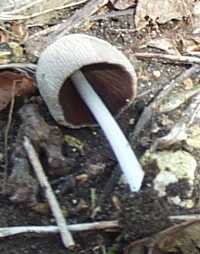 Coprin blanc ou coprinus ellisii