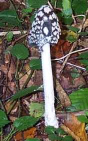 Coprin pie ou coprinus picaceus