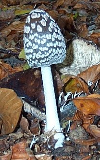 Coprin pie ou coprinus picaceus