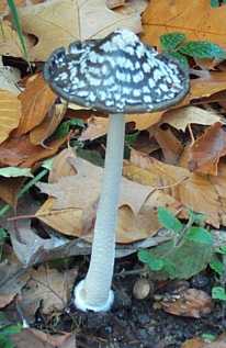 Coprin pie ou coprinus picaceus