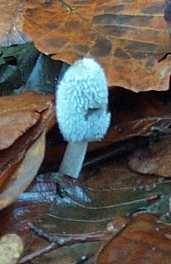 Coprin fragile ou Coprinus lagopus