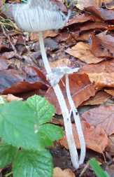 Coprin fragile ou Coprinus lagopus