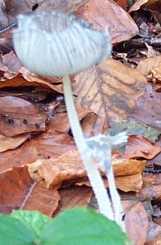 Coprin fragile ou Coprinus lagopus