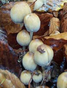 Coprin micac ou Coprinus micaceus