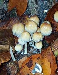 Coprin micac ou Coprinus micaceus