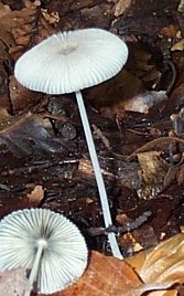 Coprin pliss ou Coprinus plicatilis