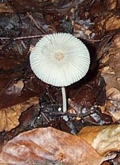 Coprin pliss ou Coprinus plicatilis