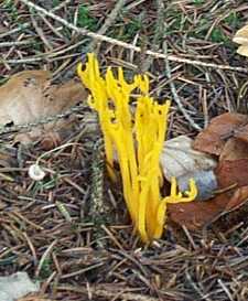 Calocre visqueuse ou Calocera viscosa