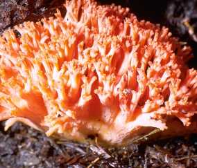 Clavaire Chou-Fleur ou Ramaria botrytis ou Ramaria subbotrytis
