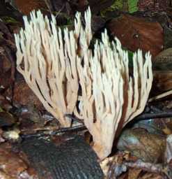 Clavaire droite ou Ramaria stricta