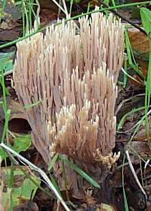 Clavaire droite ou Ramaria stricta