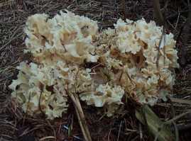 Clavaire crpue ou sparassis crispa