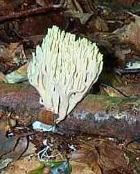 Clavaire jolie ou ramaria formosa