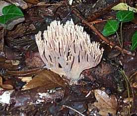 Clavaire jolie ou ramaria formosa