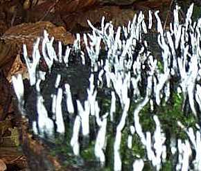 Xilaire du bois ou Xylaria hypoxylon