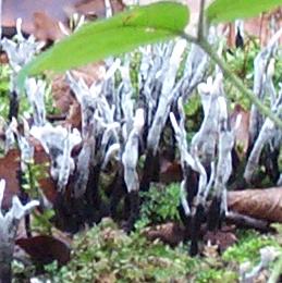 Xylaire du bois ou Xylaria hypoxylon