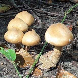 Cortinaire cailleux ou Cortinarius pholideus