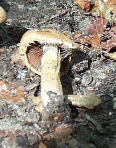 Cortinaire cailleux ou Cortinarius pholideus