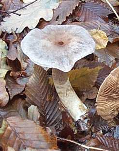 Cortinaire malachius ou Cortinarius malachius