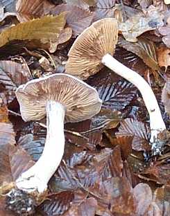 Cortinaire malachius ou Cortinarius malachius